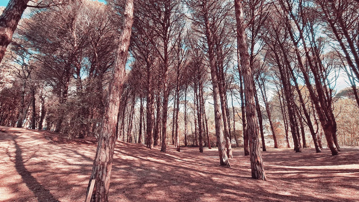 carilo bosque
