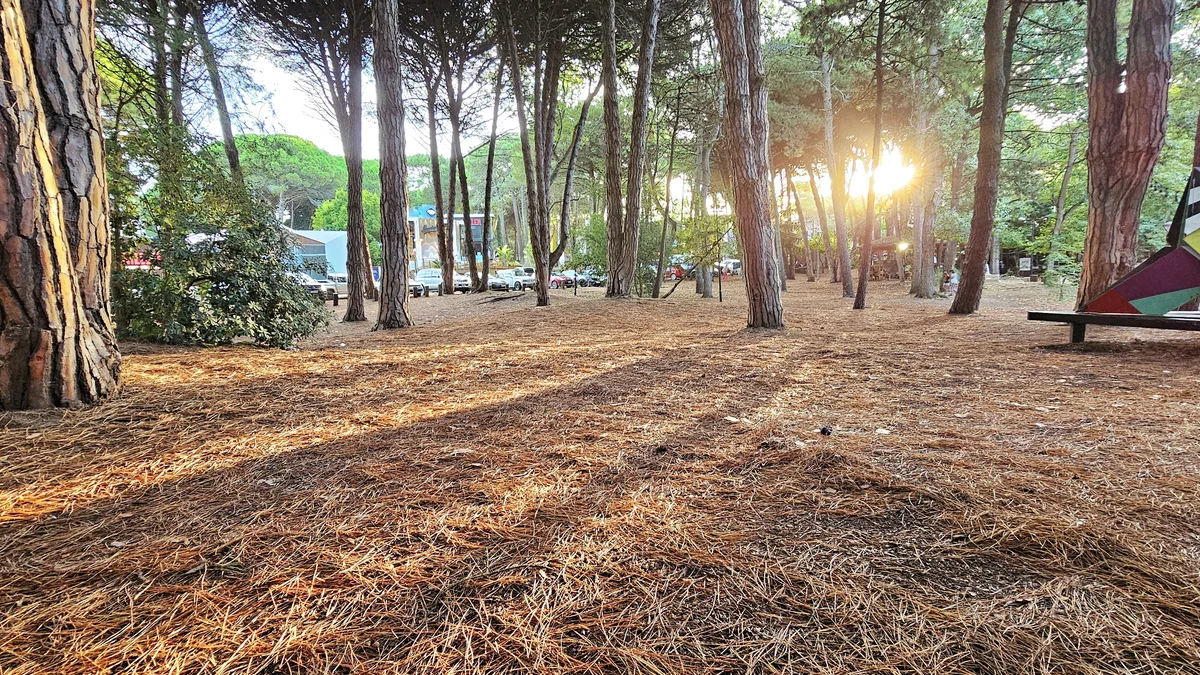 carilo centro y bosque