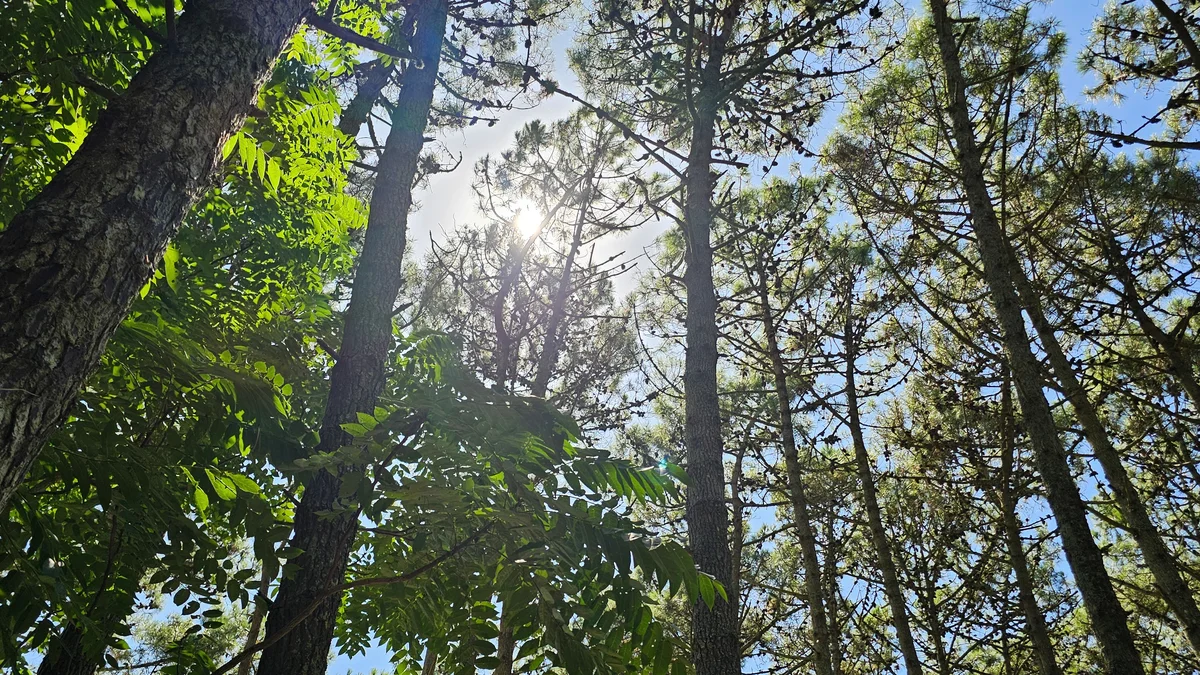 carilo bosque